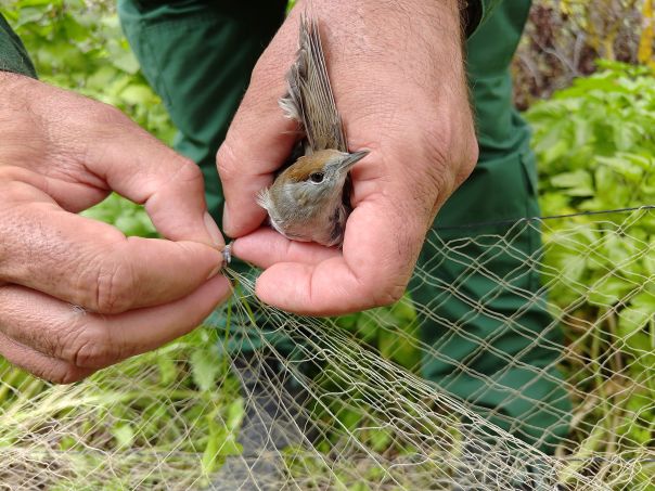 A success story in the protection of migratory birds on Cyprus, thanks to the tireless an